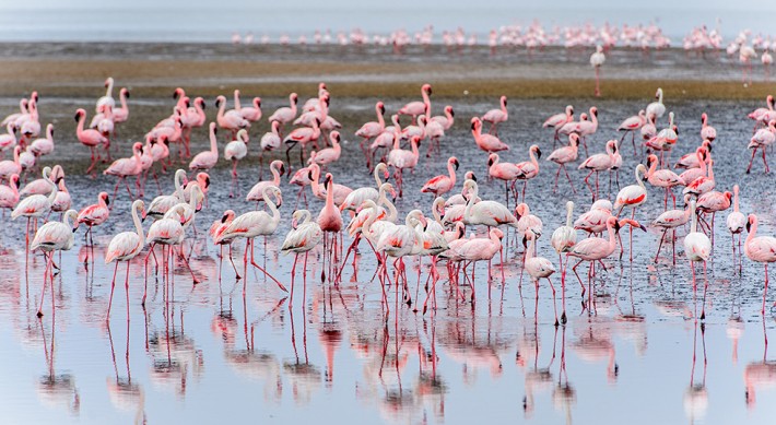 British Ecological Society image of flamingos