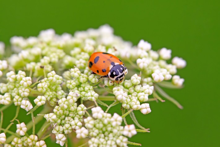 British Ecological Society image of ladybird