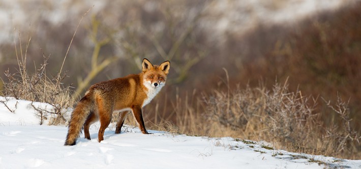 British Ecological Society image of a fox in the snow