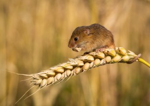 Gove outlines post-Brexit farming priorities