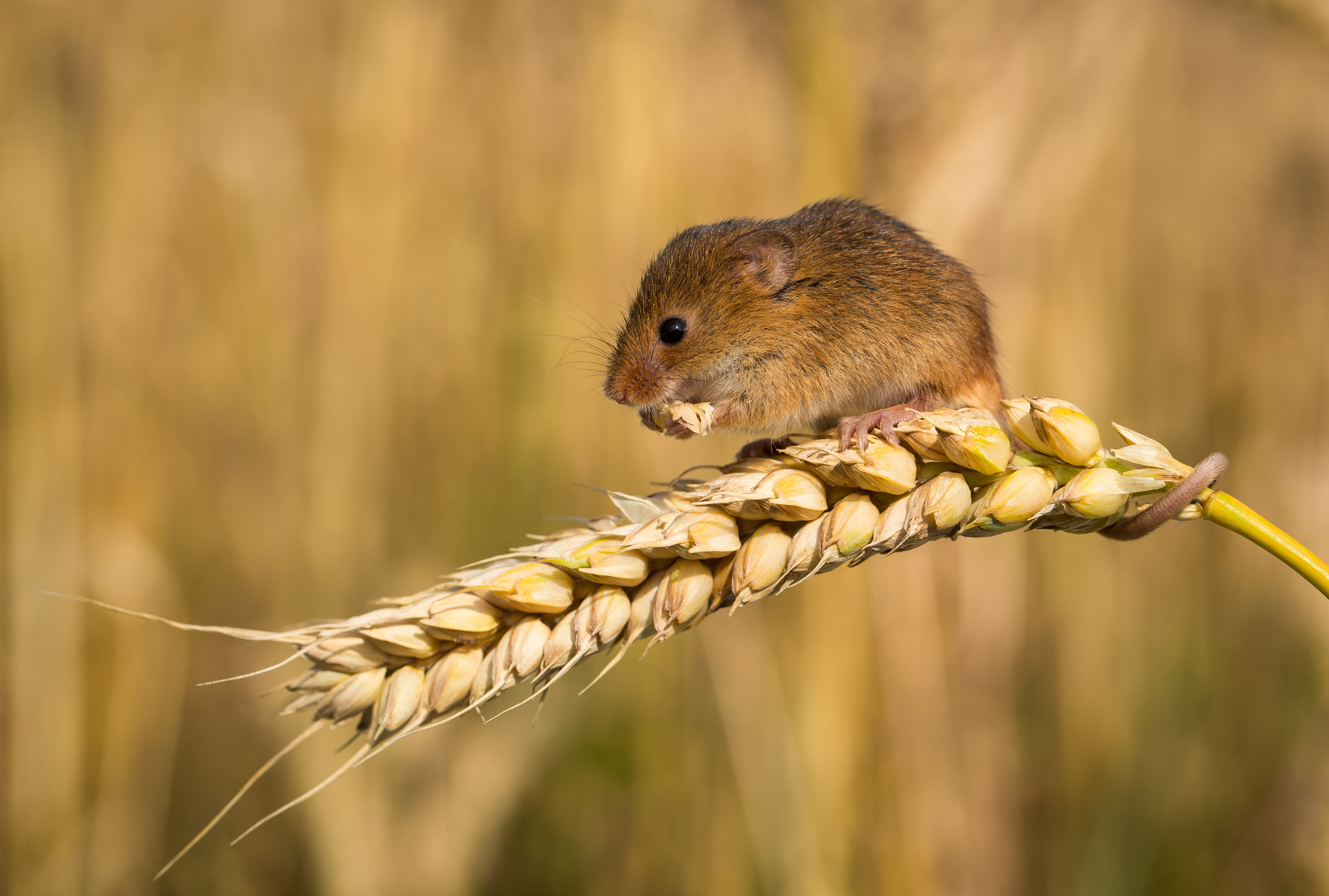 British Ecological Society image of a mouse on wheat