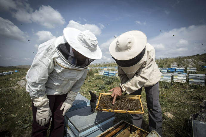 Britisih Ecological Society Funding image of a bee hive