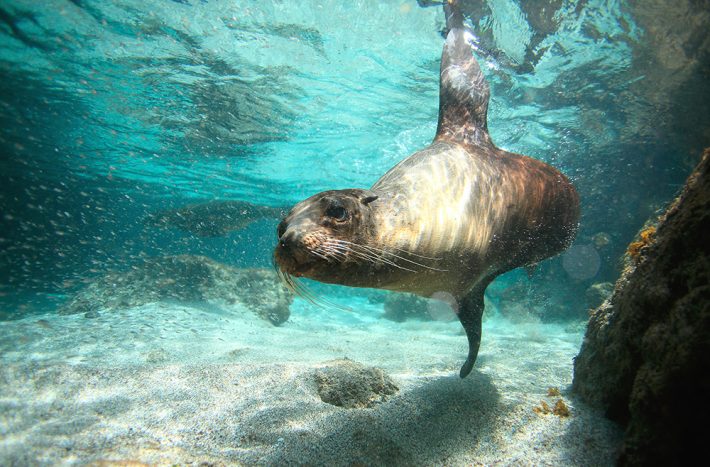 British Ecological Society image of a seal