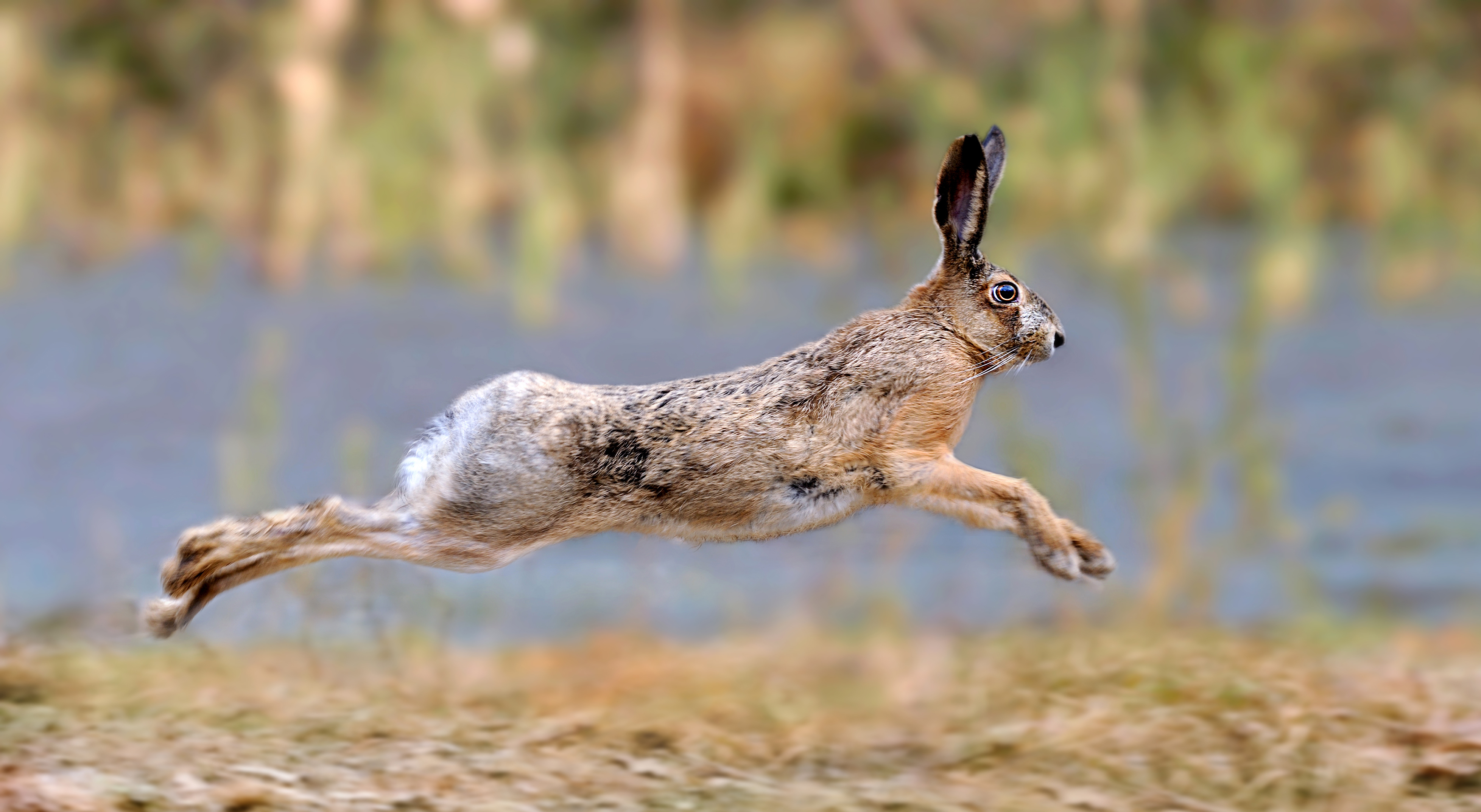 British Ecological Society image of a hare