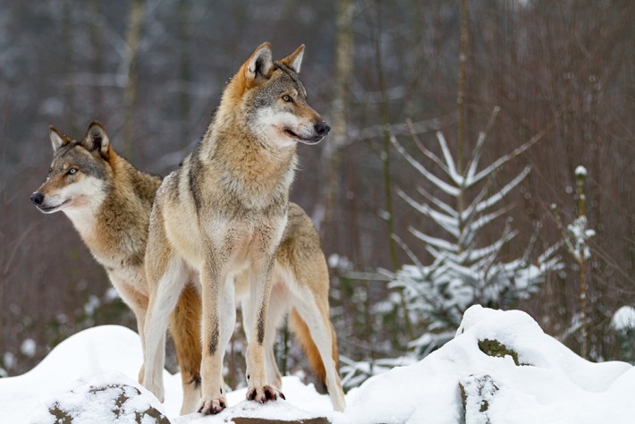 British Ecological Society image of a wolf