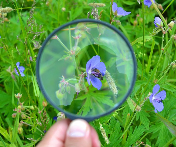 British Ecological Society image of a magnifying glass and flower