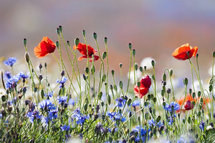 British Ecological Society image of poppies