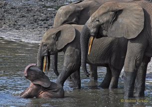 Press Release: Forest elephants among the world’s slowest reproducing mammals, spelling trouble for populations threatened by poaching