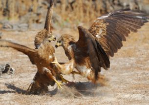 Clean sweep for BES Journals in the 2016 Watson Raptor Science Prize