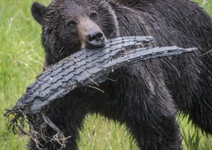 Press Release: Forbidden fruit a fatal temptation for grizzly bears in Southeastern British Columbia