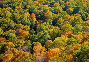 Parliamentary inquiry into forestry in England