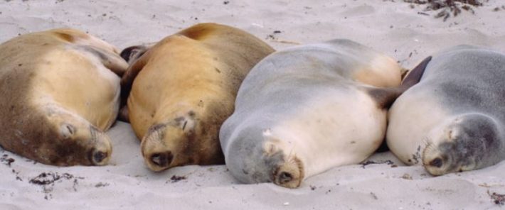 Seals