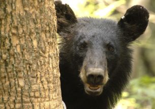 Press Release: Controversial black bear hunt disproportionately harvests nuisance bears and reduces human-bear conflicts