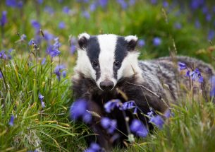 Press Release: New light on the secret life of badgers