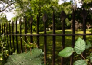 Press Release: Sounding Them Out – A Unique Conservation Tool for Monitoring Bush-Crickets