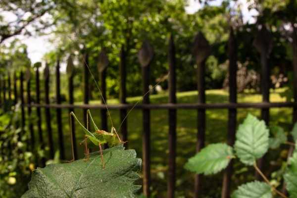 Speckled Bush-crickets