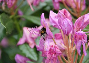 New Special Feature: Plant Pollinator Interactions from Flower to Landscape