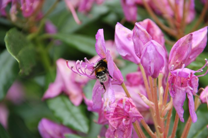 Bombus terrestris on Rhododendron ponticum