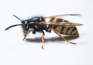 Press Release: What will the wasp plague be like this year?