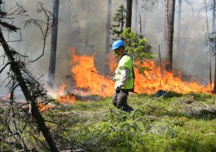 Press Release: Conservation measures can increase the risk of bark-beetle damage