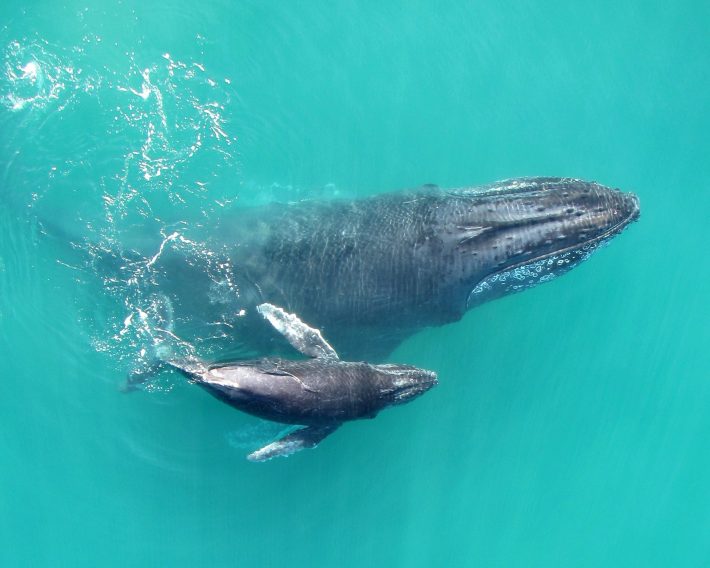 Mother-calf pair in Exmouth Gulf (credit, Fredrik Christiansen)