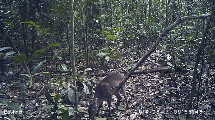 A Maxwell's duiker photographed using a camera trap.