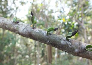 Press Release: Mistletoe research may keep you healthy