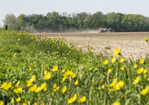 Press Release: Corn Seed Treatment Insecticides Pose Risks to Honey Bees, Yield Benefits Elusive