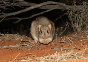 Press Release: Know your enemy - Exposing threatened species to predators improves evasive behaviours