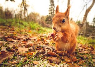 House of Lords examines the Natural Environment and Rural Communities Act: have your say