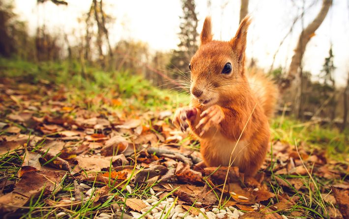 Red squirrel