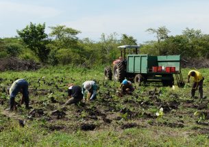 Press Release: Finding a recipe for forest restoration