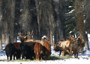 New mapping tool tracks elk migration to reduce brucellosis risk