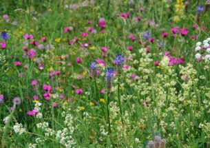 Higher plant species richness may not be enough to protect ecosystems from the worst impacts of climate extremes