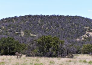 It takes a microclimate to raise a pinyon tree