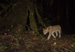 Capturing Ecology - Winners of British Ecological Society photography competition announced