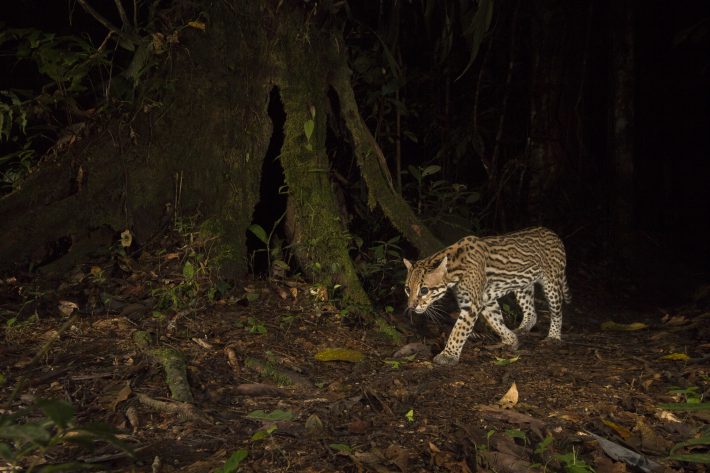 Overall winner: 'On the trail' by Christopher Beirne, University of Exeter and Crees Foundation