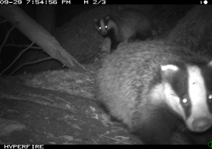 Citizen scientists help capture wild mammals on camera