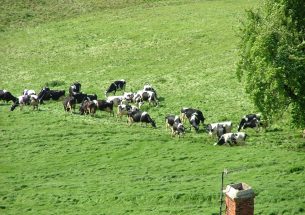 Possible futures for UK agriculture post-Brexit