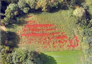 Using drones to estimate crop damage by wild boar