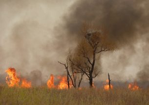 How fires are changing the tundra’s face