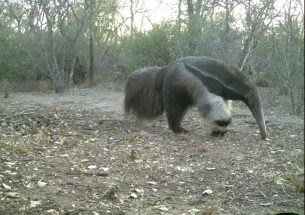 Gran Chaco: Biodiversity at high risk