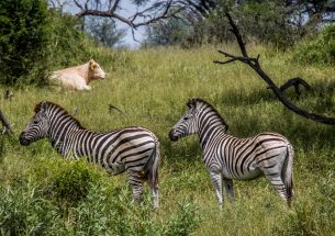 Scientists grapple with worms to improve co-existence with wildlife in Africa