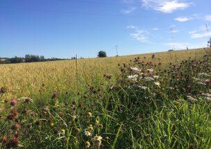 Defining and delivering resilient ecological networks in England