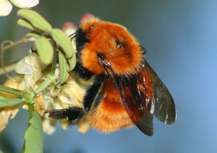 Uncoordinated trade policies aid alien bee invasions