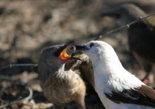 Flight delays: Study finds out why some African birds stay home longer