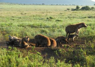 Social status influences infection risk and and disease-induced mortality