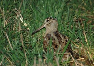 Shooters urged to take 'cautious approach' when shooting woodcock