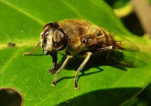 Great Welsh science helps solve pollinator puzzle