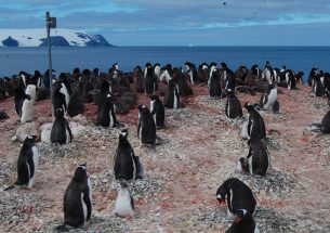 Remote camera network tracks Antarctic species at low cost